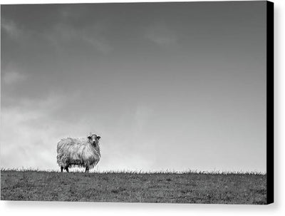 Sheep, France/ Art Photo - Canvas Print