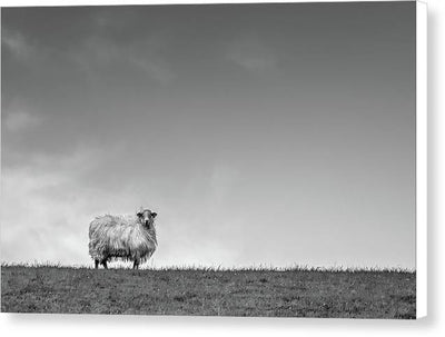 Sheep, France/ Art Photo - Canvas Print