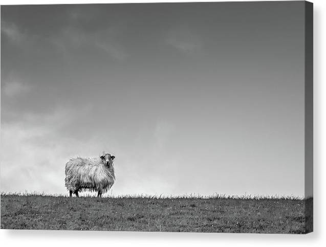 Sheep, France/ Art Photo - Canvas Print