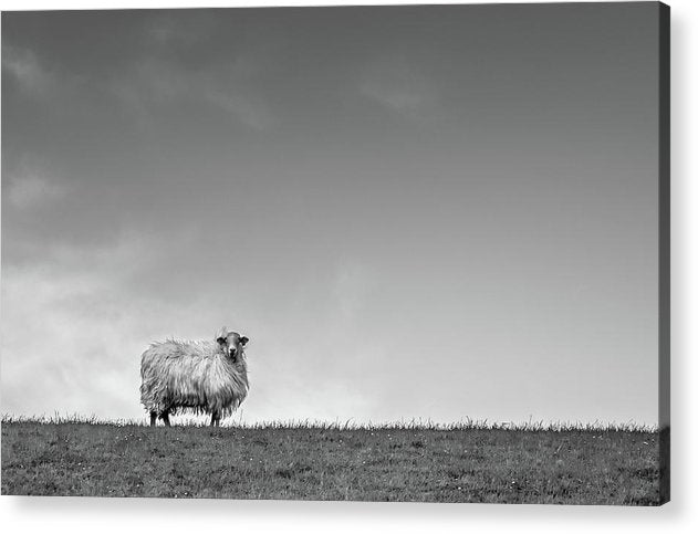 Sheep, France/ Art Photo - Acrylic Print