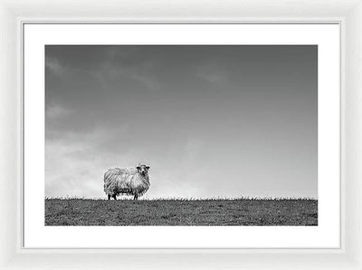 Sheep, France/ Art Photo - Framed Print