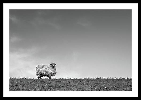 Sheep, France/ Art Photo - Framed Print