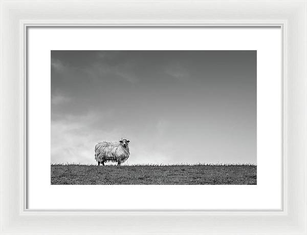 Sheep, France/ Art Photo - Framed Print