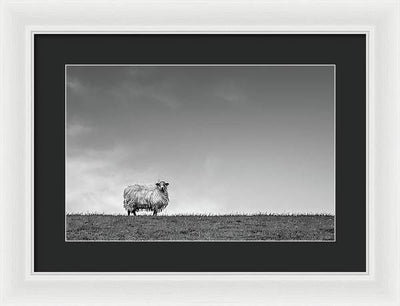 Sheep, France/ Art Photo - Framed Print