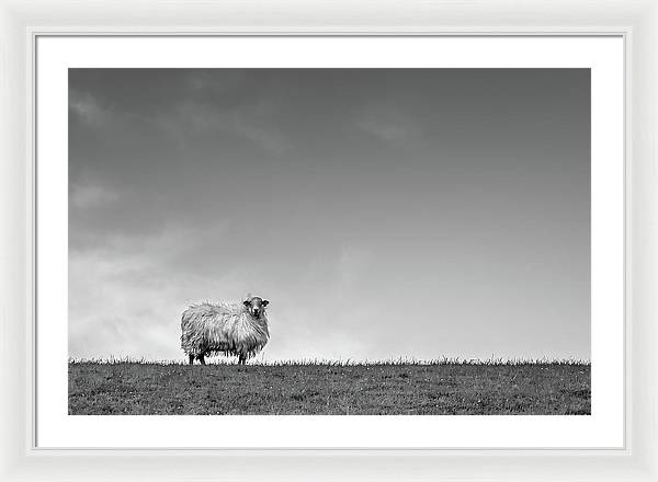 Sheep, France/ Art Photo - Framed Print