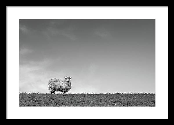 Sheep, France/ Art Photo - Framed Print