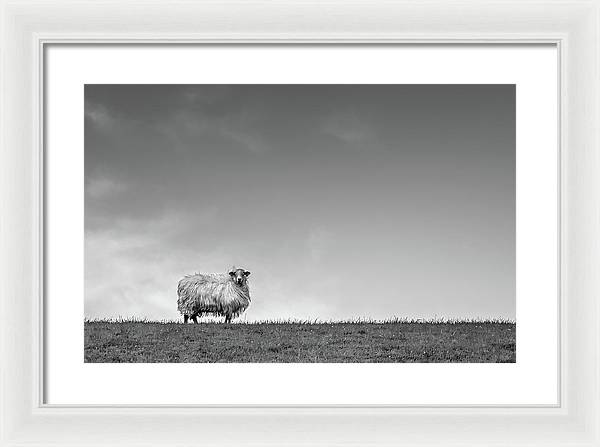 Sheep, France/ Art Photo - Framed Print