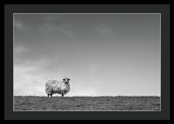 Sheep, France/ Art Photo - Framed Print