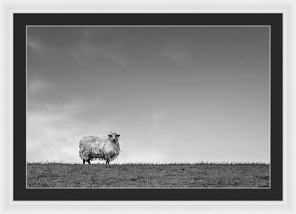 Sheep, France/ Art Photo - Framed Print