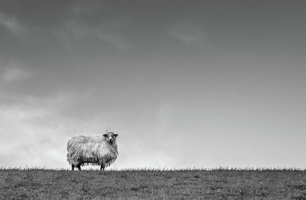 Sheep, France/ Art Photo - Art Print