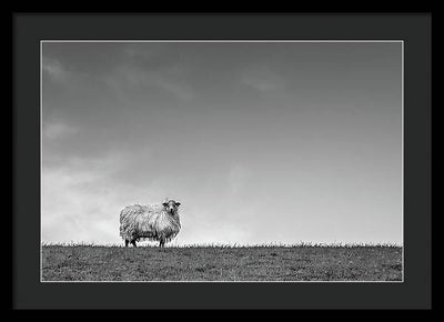 Sheep, France/ Art Photo - Framed Print