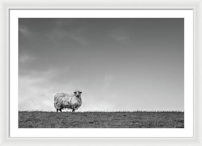 Sheep, France/ Art Photo - Framed Print