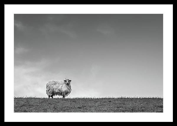 Sheep, France/ Art Photo - Framed Print