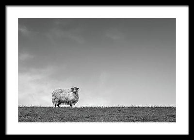 Sheep, France/ Art Photo - Framed Print