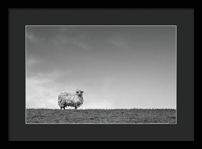 Sheep, France/ Art Photo - Framed Print