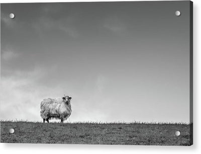 Sheep, France/ Art Photo - Acrylic Print