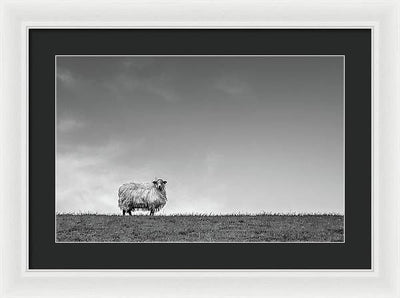 Sheep, France/ Art Photo - Framed Print