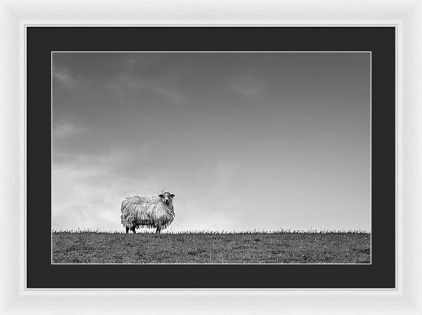 Sheep, France/ Art Photo - Framed Print