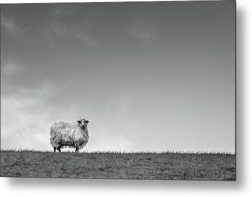 Sheep, France/ Art Photo - Metal Print