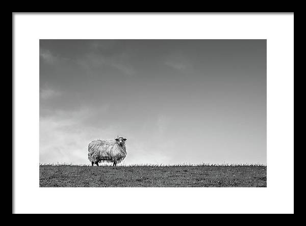 Sheep, France/ Art Photo - Framed Print