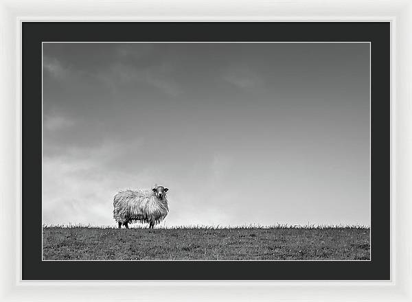 Sheep, France/ Art Photo - Framed Print