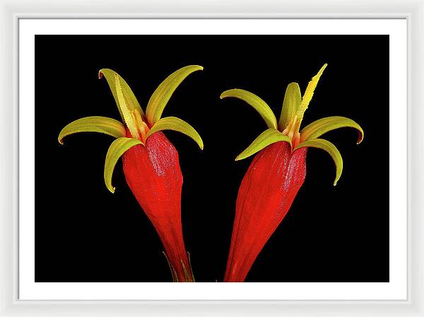 Spigelia Marilandica / Art Photo - Framed Print