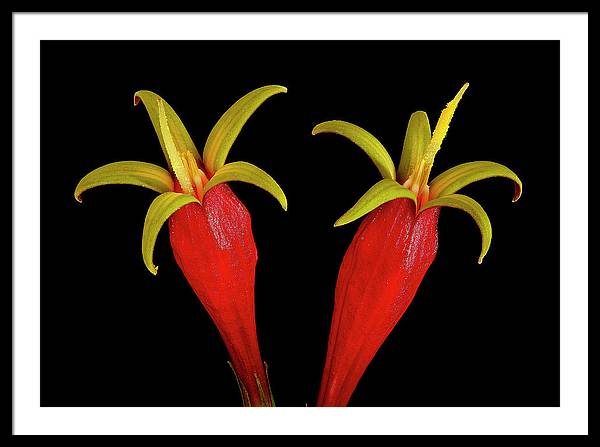 Spigelia Marilandica / Art Photo - Framed Print