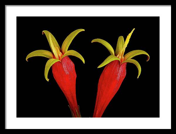 Spigelia Marilandica / Art Photo - Framed Print