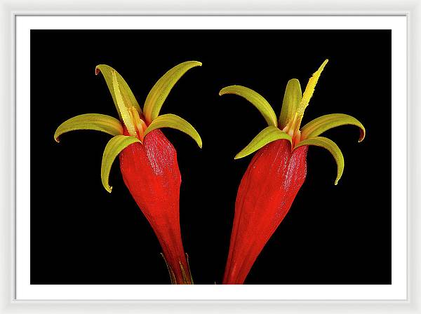 Spigelia Marilandica / Art Photo - Framed Print