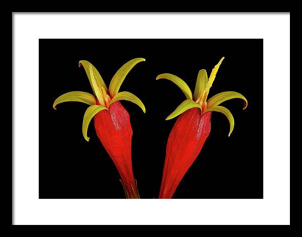 Spigelia Marilandica / Art Photo - Framed Print