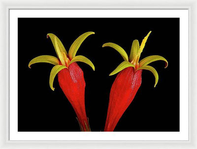 Spigelia Marilandica / Art Photo - Framed Print