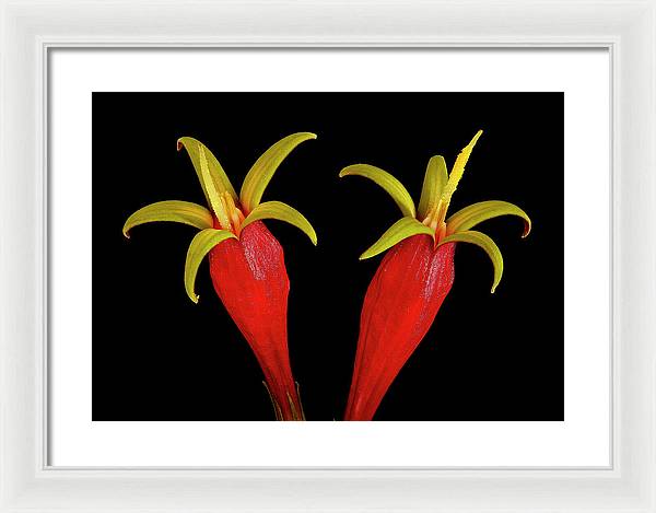 Spigelia Marilandica / Art Photo - Framed Print