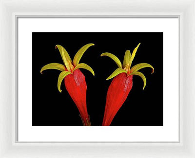 Spigelia Marilandica / Art Photo - Framed Print