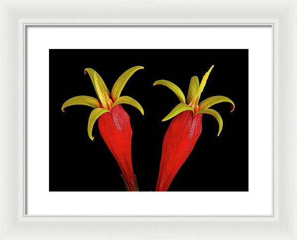 Spigelia Marilandica / Art Photo - Framed Print