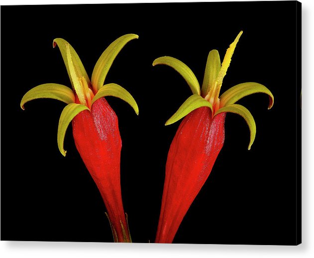 Spigelia Marilandica / Art Photo - Acrylic Print