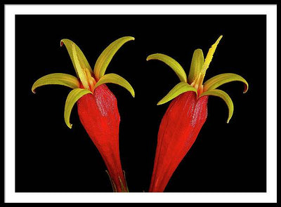 Spigelia Marilandica / Art Photo - Framed Print