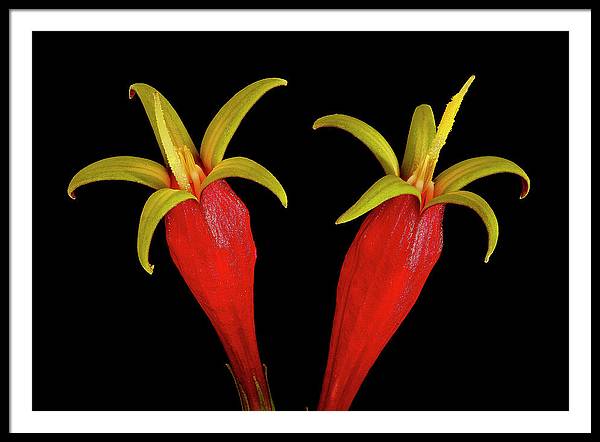 Spigelia Marilandica / Art Photo - Framed Print