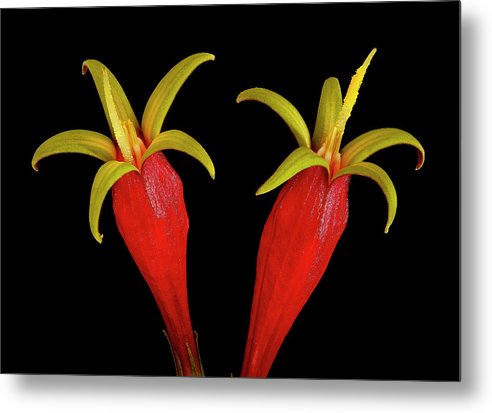 Spigelia Marilandica / Art Photo - Metal Print