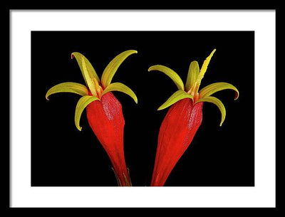 Spigelia Marilandica / Art Photo - Framed Print