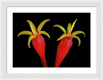 Spigelia Marilandica / Art Photo - Framed Print