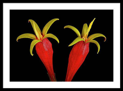 Spigelia Marilandica / Art Photo - Framed Print