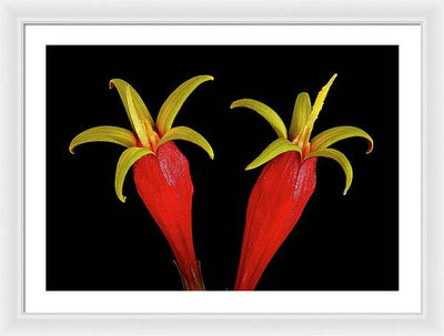 Spigelia Marilandica / Art Photo - Framed Print