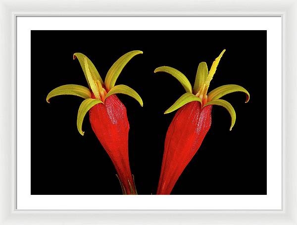 Spigelia Marilandica / Art Photo - Framed Print