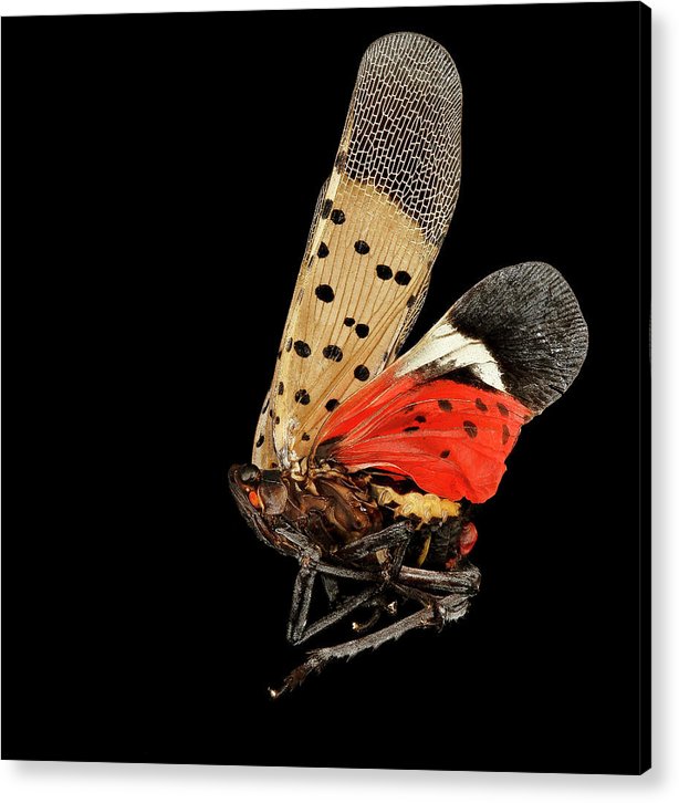 Spotted Lanternfly / Art Photo - Acrylic Print