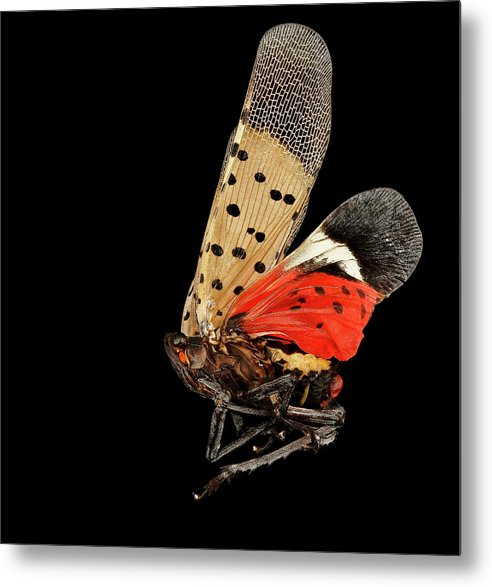 Spotted Lanternfly / Art Photo - Metal Print