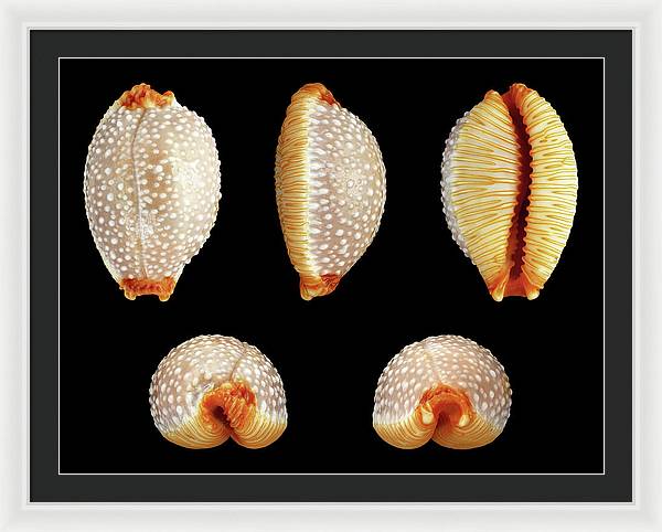 Staphylaea Staphylaea / Art Photo - Framed Print