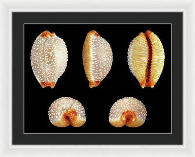 Staphylaea Staphylaea / Art Photo - Framed Print