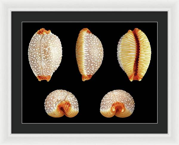 Staphylaea Staphylaea / Art Photo - Framed Print