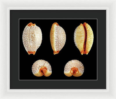 Staphylaea Staphylaea / Art Photo - Framed Print