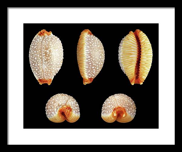 Staphylaea Staphylaea / Art Photo - Framed Print